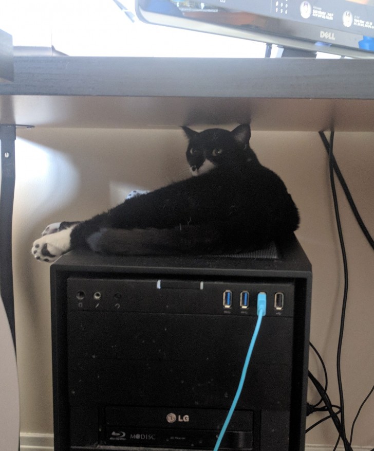 A classic, cats love to feel the warmth from the PC!