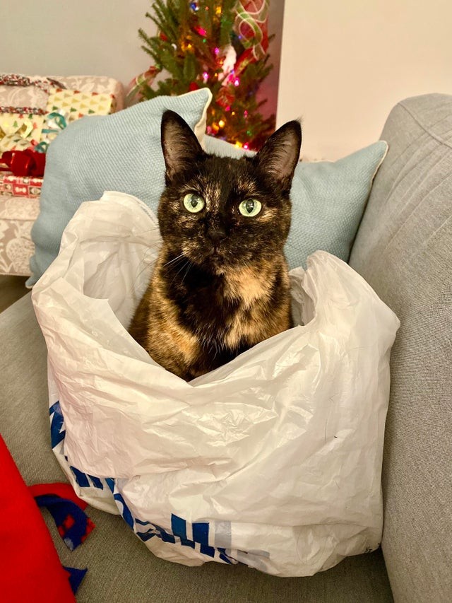 Despite having a cat bed, she keeps sleeping in this bag!