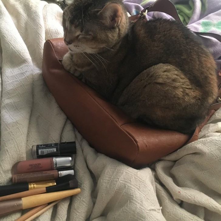 She prefers my purse to her bed ... ok.
