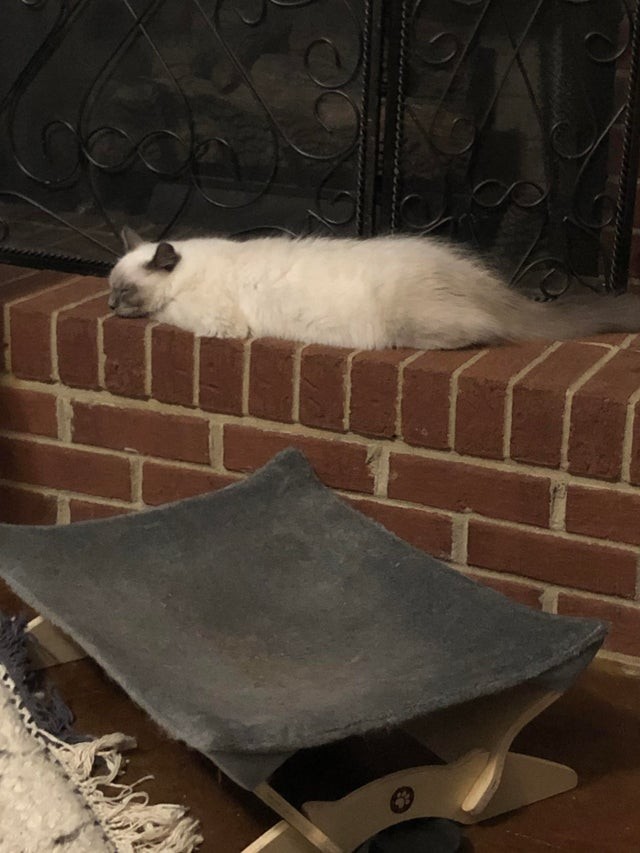 He prefers to sleep on the hard bricks of the fireplace!