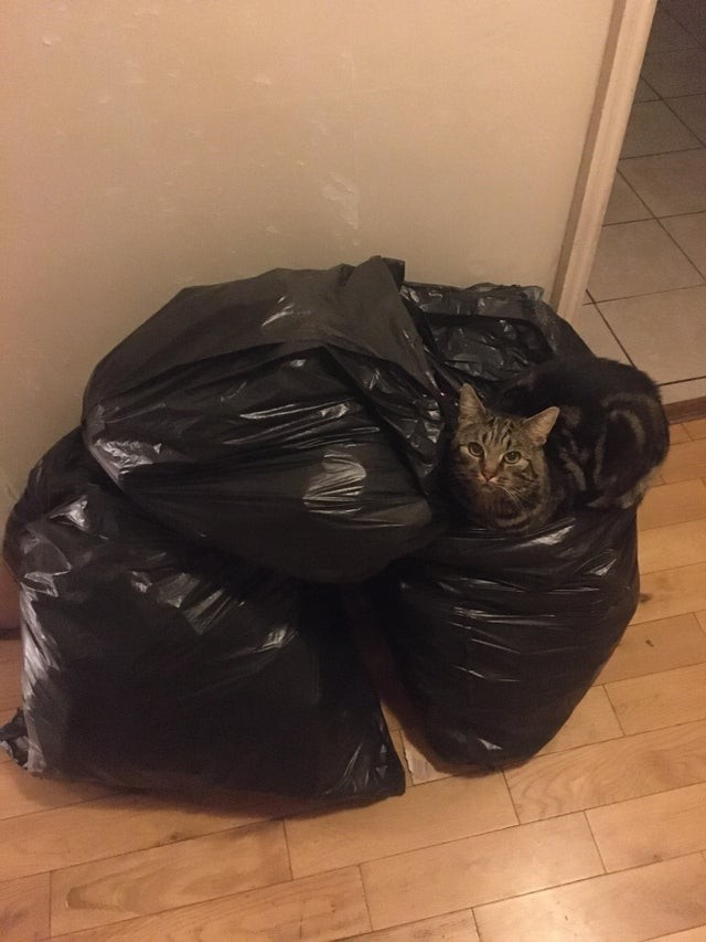 I was about to take out the garbage!