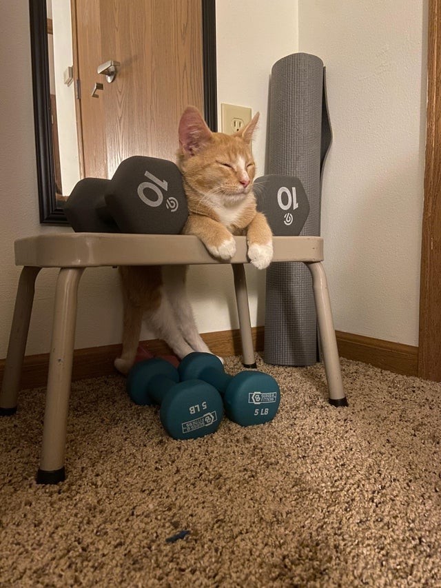 He may not have used those weights, but this cat looks tired all the same!