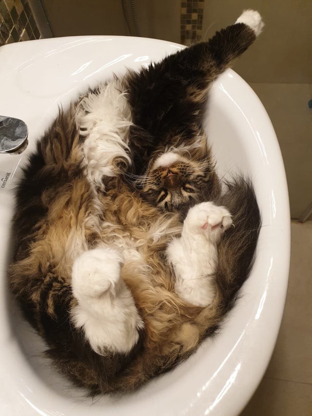 Chercher le chat dans toute la maison et le trouver recroquevillé dans le lavabo de la salle de bain !