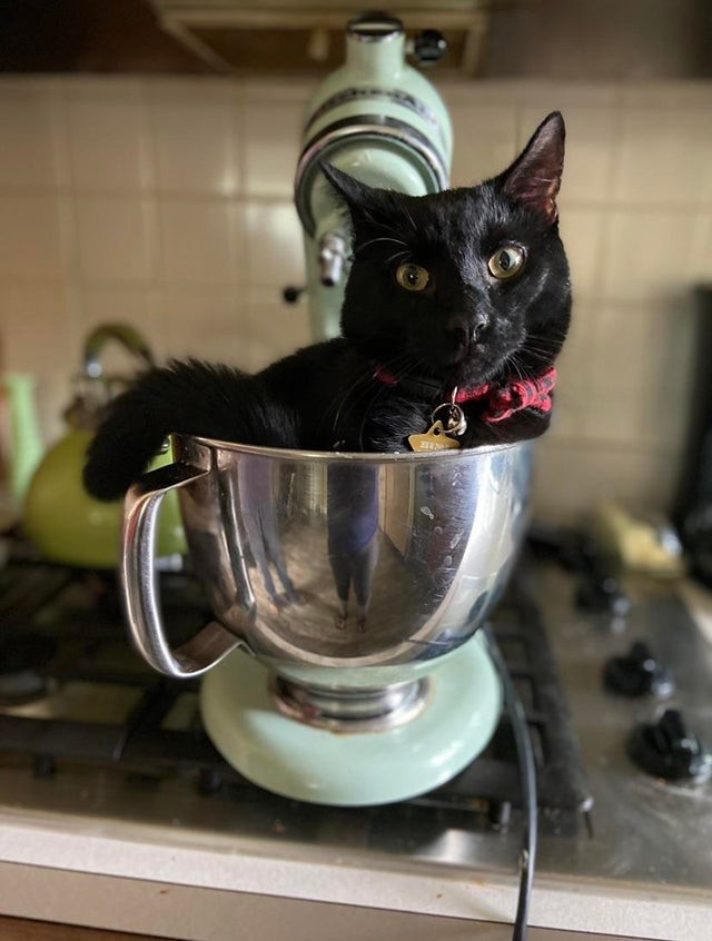 Now, how are you going to heat your milk, human?