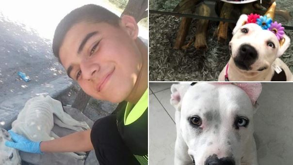 13. Deze jongen redde dit hondje van een wisse dood: zij betaalt hem terug met genegenheid en vreugde