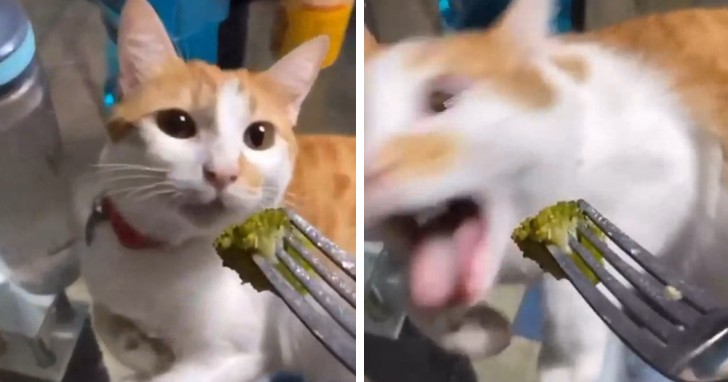 Ce chat flaire du brocoli pour la première fois.