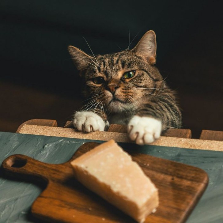 11. "On dirait un tableau, c'est en fait notre chat Cookie qui essaie de s'emparer du parmesan !"