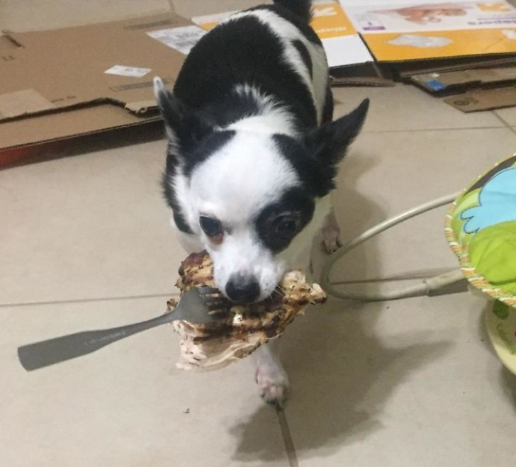 12. "Ni el tiempo para un bocado que me distrajo mi hijo...mientras tanto el gato tiraba la comida de la mesa y el perro la robaba"