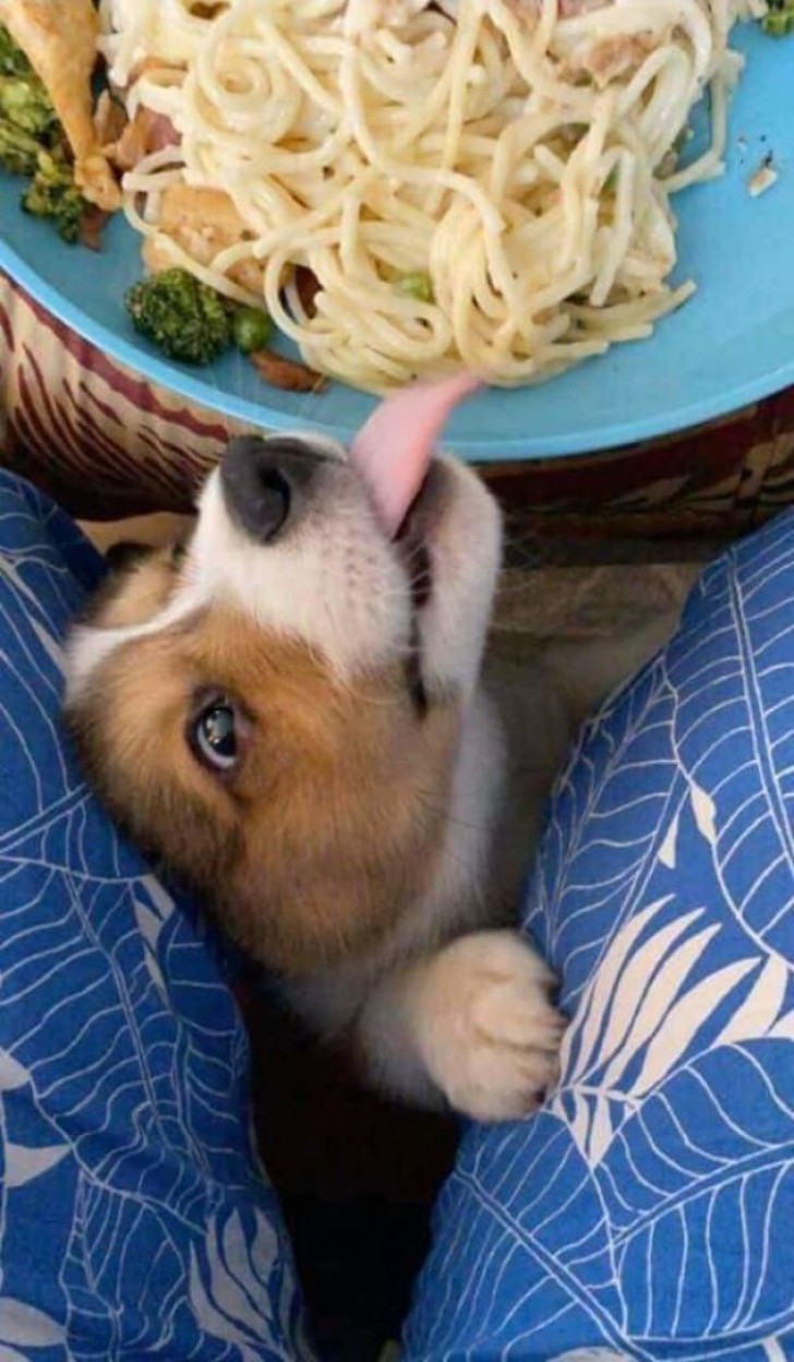 15. "¿Spaghettis? ¡Mmm ricos!"