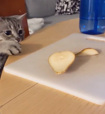 3. "Ready to steal my pear slices. Then when he gets it he doesn't even eat it ..."