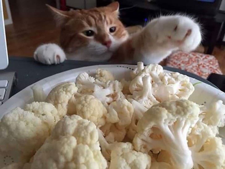 4. "Mmmh...cauliflower!"