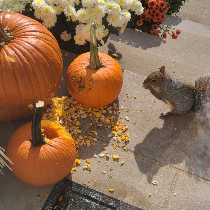 6. "I bought these giant pumpkins and this morning I woke up to find him eating them. He's not afraid of me or my large dog."