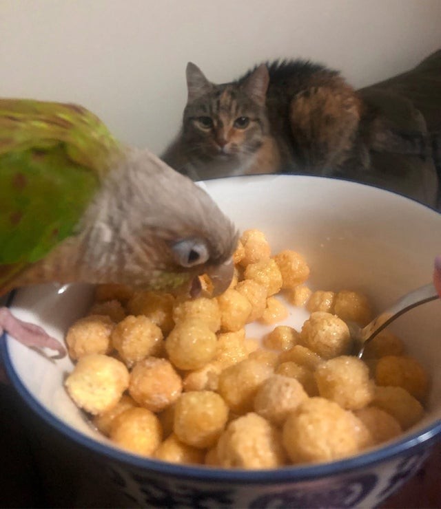 8. "J'essaie juste de prendre mon petit déjeuner en paix..."