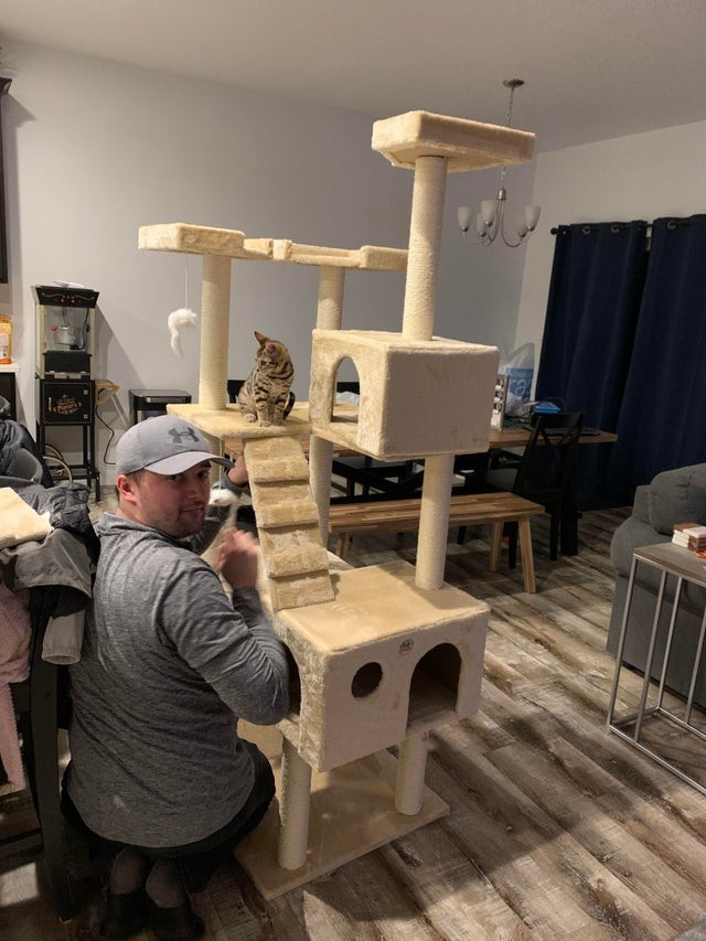 Ele não queria um gato em casa, agora ele até construiu um castelo para ele brincar!