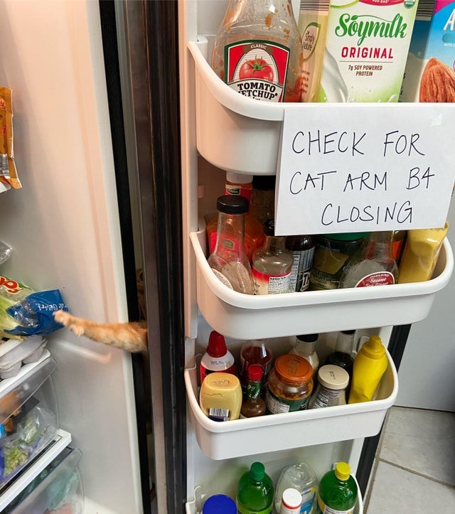 1. Questo gatto continuava a infilare la zampa nella fessura dell'anta del frigo, costringendo i padroni a scrivere un promemoria. 