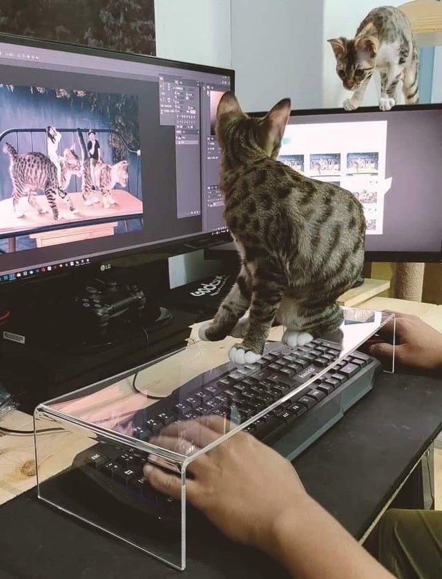 16. Stanco di non poter lavorare a causa dei gatti che continuavano a salire sulla tastiera... Finalmente ha trovato una soluzione. 