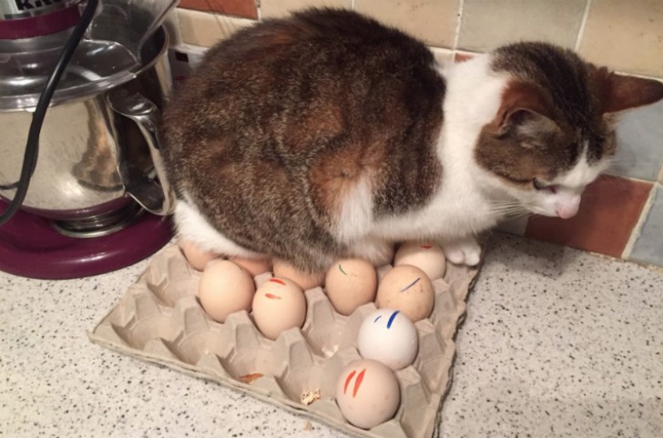 2. Vijf bedden, tien stoelen en mijn kat besluit op de eieren te gaan zitten.
