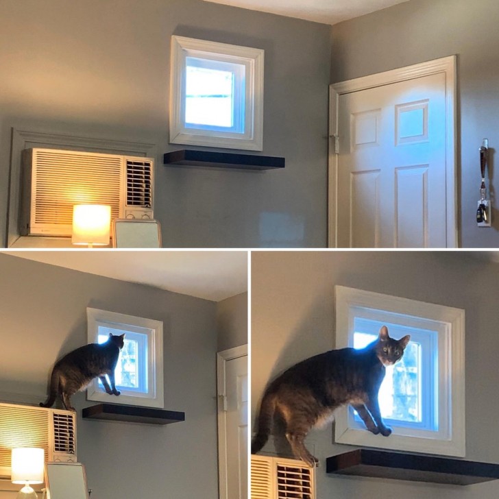 6. Le maître lui a fixé une étagère pour qu'il puisse regarder confortablement par la fenêtre, mais le chat ne l'utilise toujours pas.