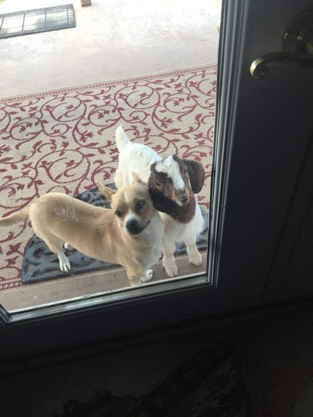 Un perro y una cabrita...¡dos amigos inseparables!