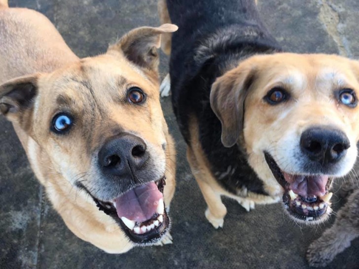 Des yeux de couleurs différentes, certes, mais ce sont des amis inséparables !