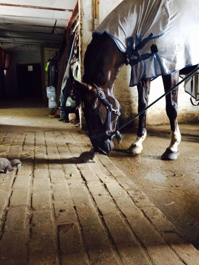 No you're not seeing things: a friendship was born between this horse and a kitten!