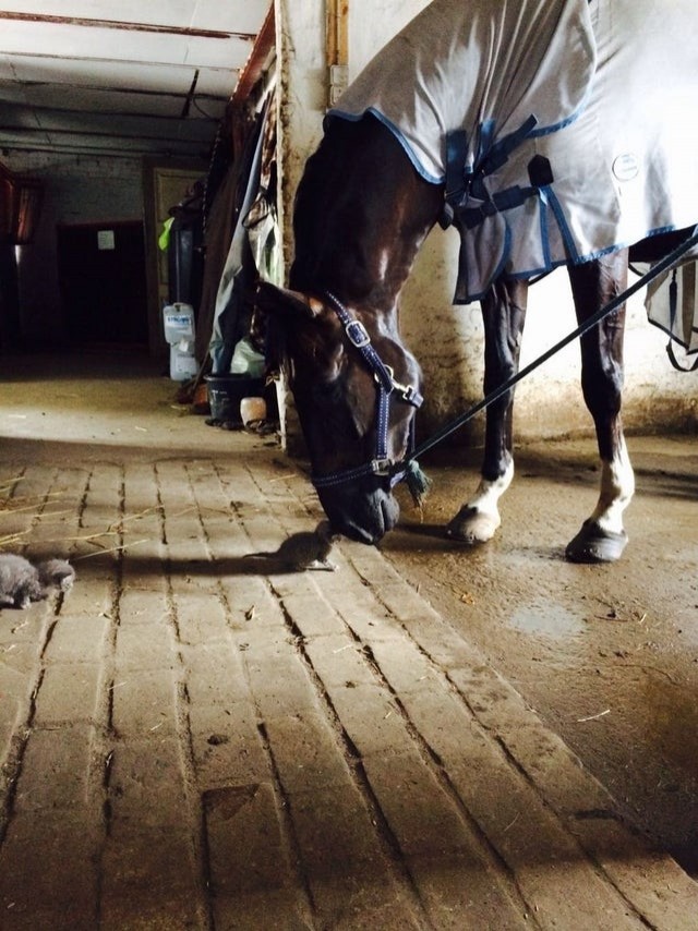 Han visto bien: ¡una amistad nació entre este caballo y un pequeño gato!