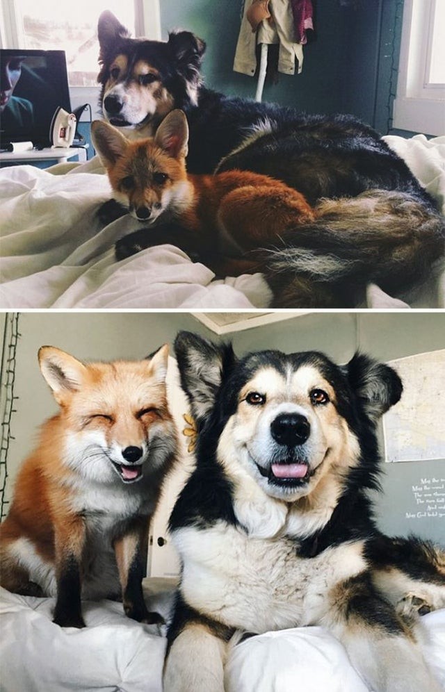 Can a dog and a fox become inseparable friends? The answer is yes!