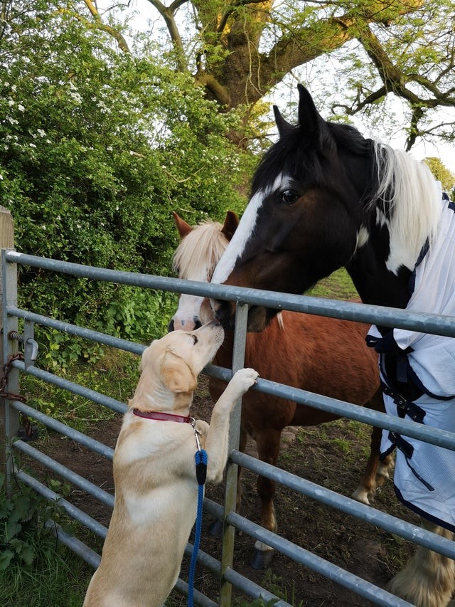 Every day these horses greet my dog with a kiss ... how sweet!