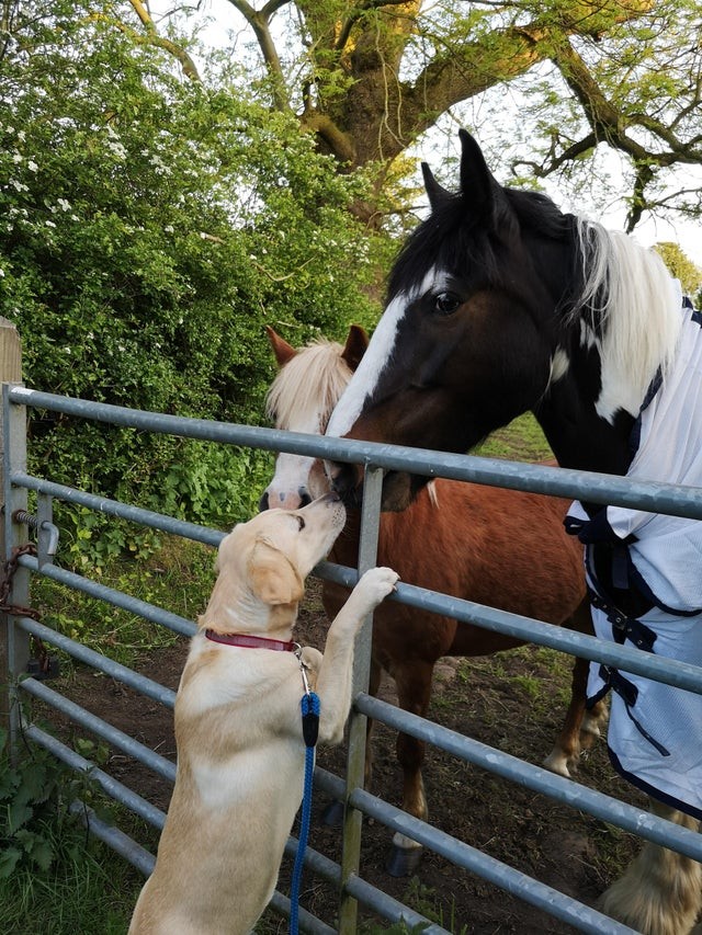 Jeden Tag begrüßen diese Pferde meinen Hund mit einem Küsschen ... wie niedlich!