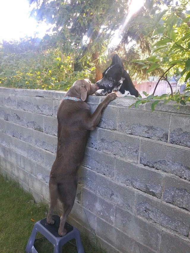 Agora que ele ganhou um banquinho, nem mesmo o muro será capaz de separá-los!