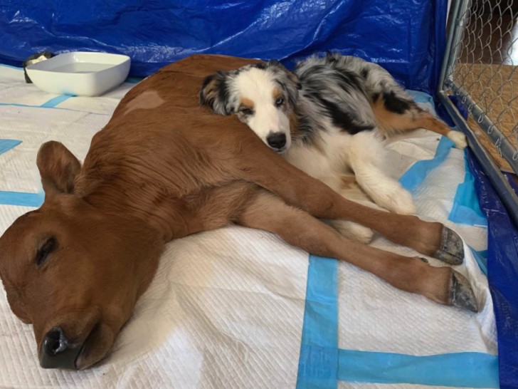 Oh, look how sweet this calf and this dog are together!