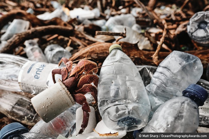 4. Ozeane und Verschmutzung: Eine Krabbe läuft auf einem Haufen Plastikmüll auf den Malediven. Die Aufnahme stammt von Matt Sharp