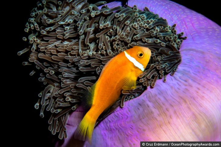 6. Un coloratissimo angolo di vita sottomarina tra le profondità oceaniche delle Maldive: la foto è opera di Cruz Erdmann