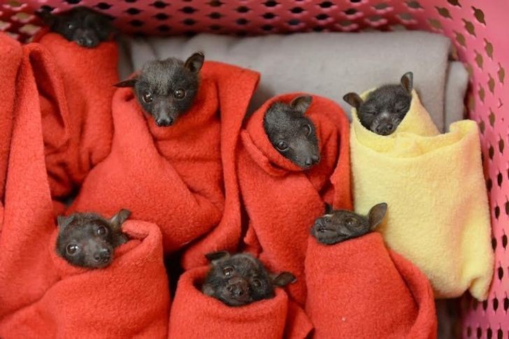 11. Os morcegos bebês precisam de muitos cuidados e abraços