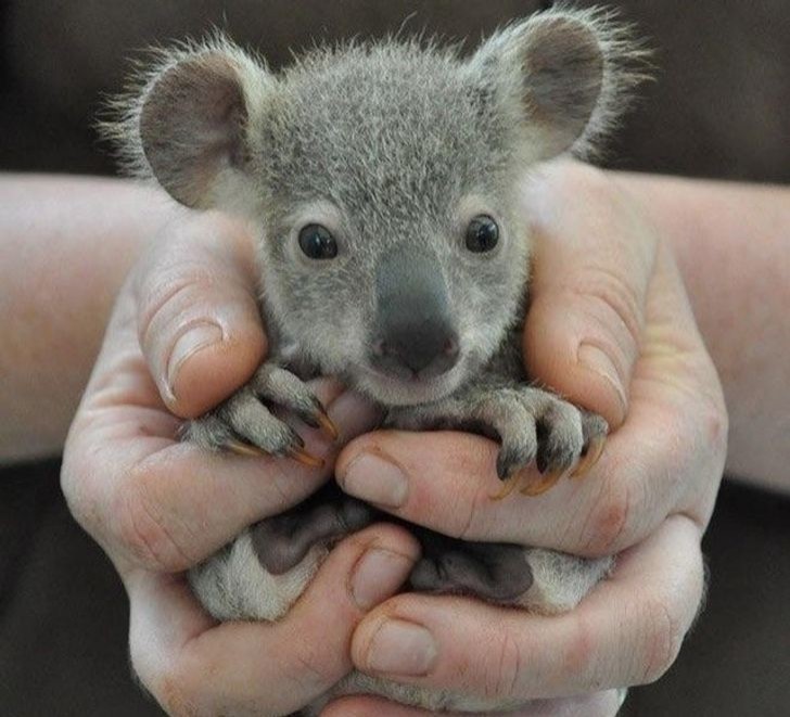 21. Um pequeno coala que se sente seguro nas mãos de seu salvador