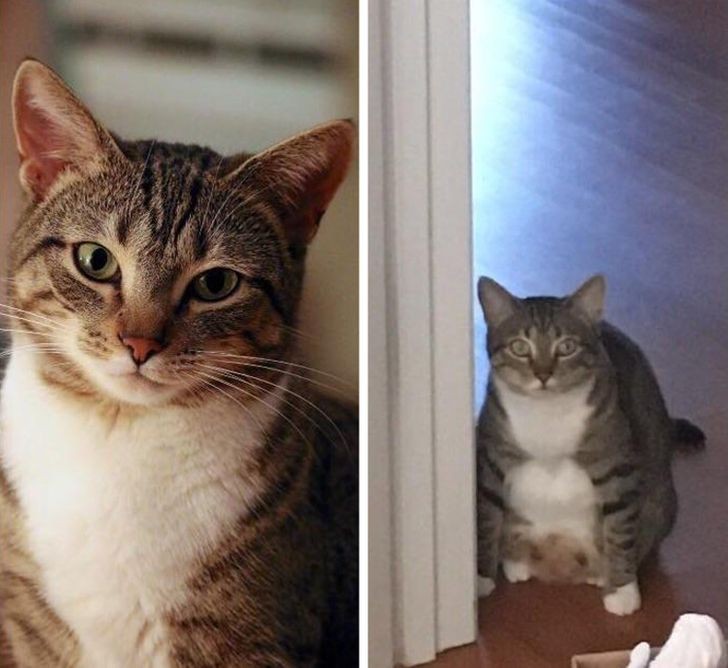 9. My beautiful cat vs my everyday cat