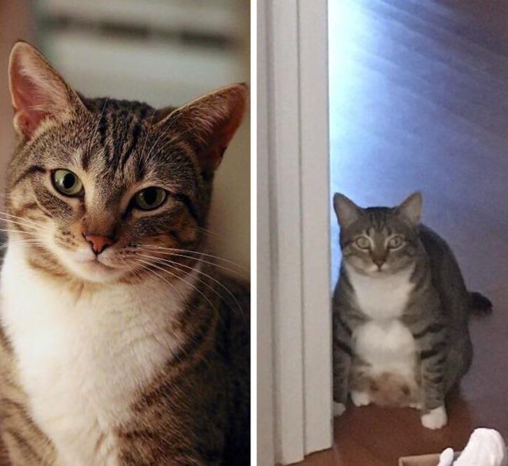 9. Mijn prachtige kat vs mijn kat