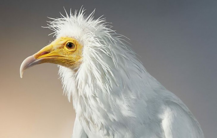 14. Un particolare capovaccaio, o Egyptian Vulture, colto in tutta la sua essenza