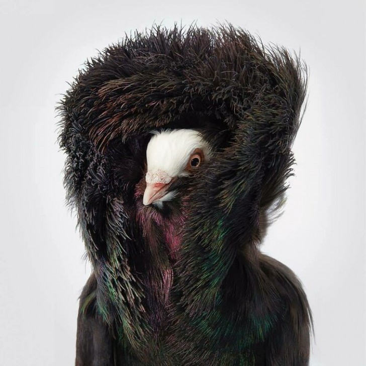 6. Avez-vous déjà vu un pigeon capucin noir, aussi appelé "Jacobin" ? Tim l'a immortalisé dans toute sa curieuse apparence