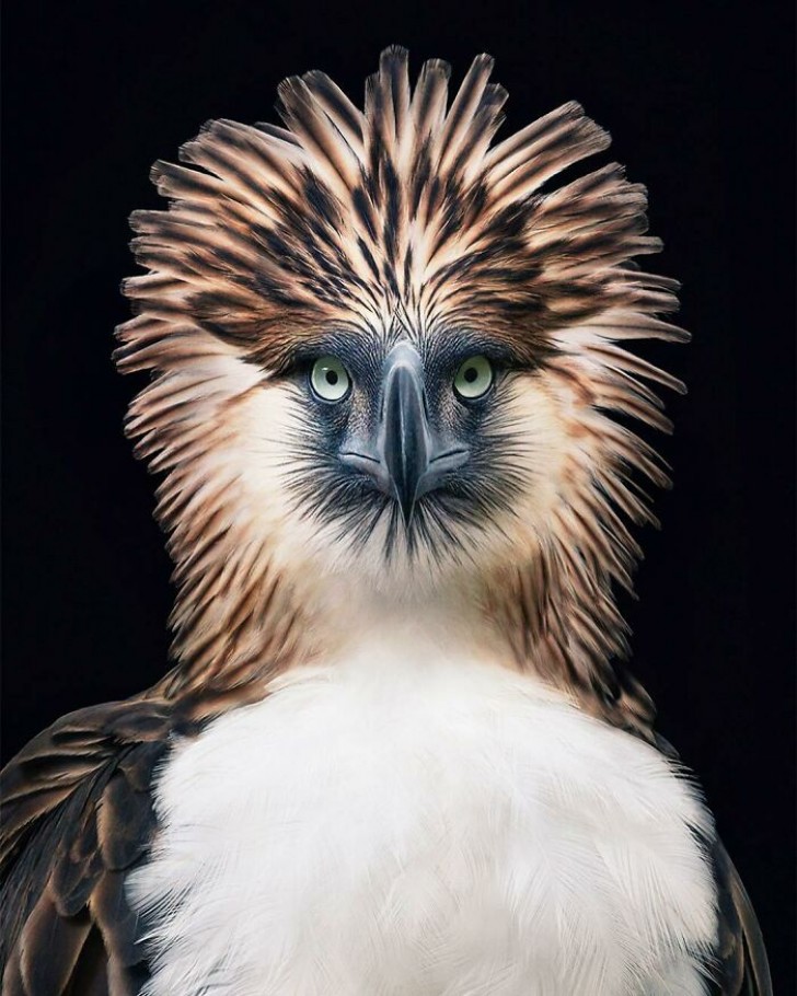 9. Le merveilleux aigle des Philippines, un oiseau de proie caractéristique des îles asiatiques avec une envergure majestueuse d'environ 2 mètres