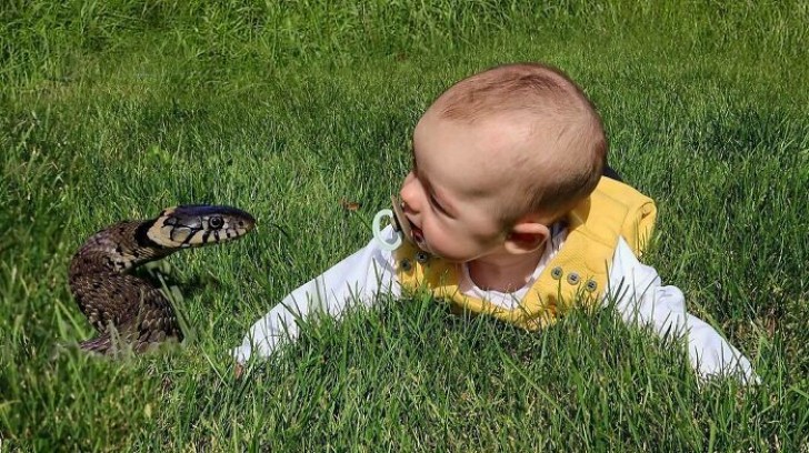 "Hé, regardez quel joli animal on a trouvé sur la pelouse !"