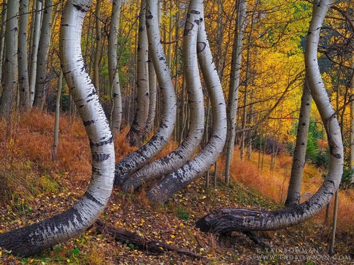 2. I tronchi di questi alberi hanno assunto una "posa" davvero incredibile!