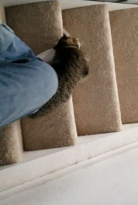 Det här händer varje morgon när jag går ner för trappan: förr eller senare går det illa....