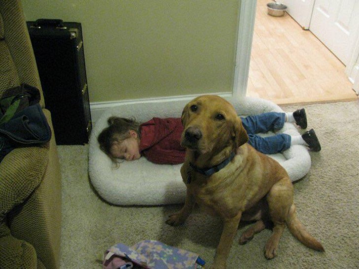 La couchette du chien semble avoir trouvé un nouveau propriétaire...