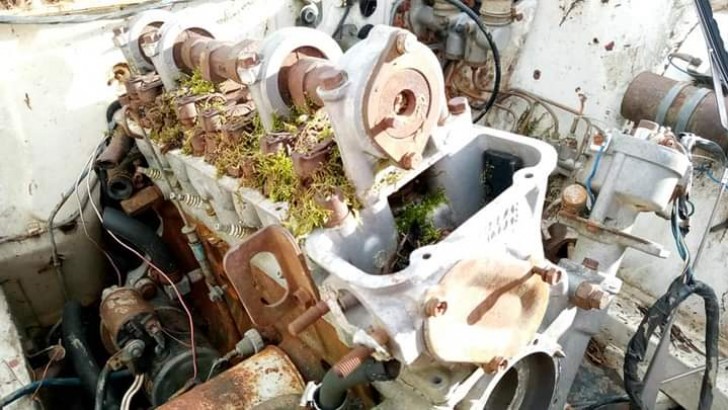 10. Ein alter Motor eines stillgelegten Autos und die Pflanzen, die zwischen seinen mechanischen Teilen zu sprießen beginnen