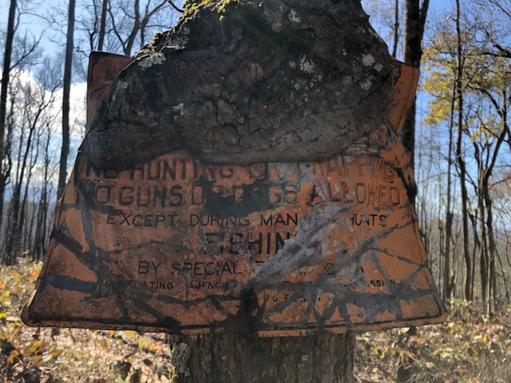 12. Ce panneau sur le chemin des Appalaches est lentement "mangé" par le tronc d'un arbre.