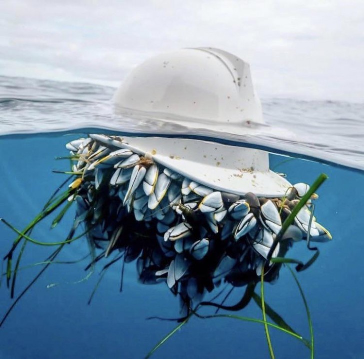 4. Ce casque de travail a fini à la mer : il n'a pas fallu longtemps avant que les créatures et les plantes aquatiques ne le choisissent comme nouveau domicile.
