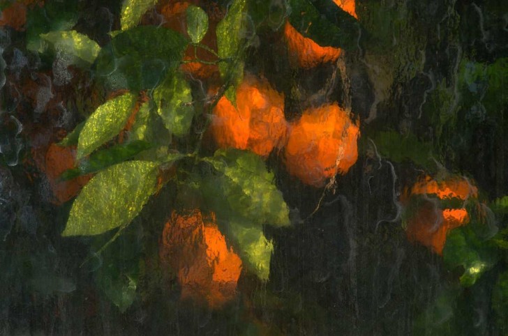 13. Là encore, nous ne sommes pas devant un tableau, mais devant des oranges représentées à travers la vitre d'une serre.