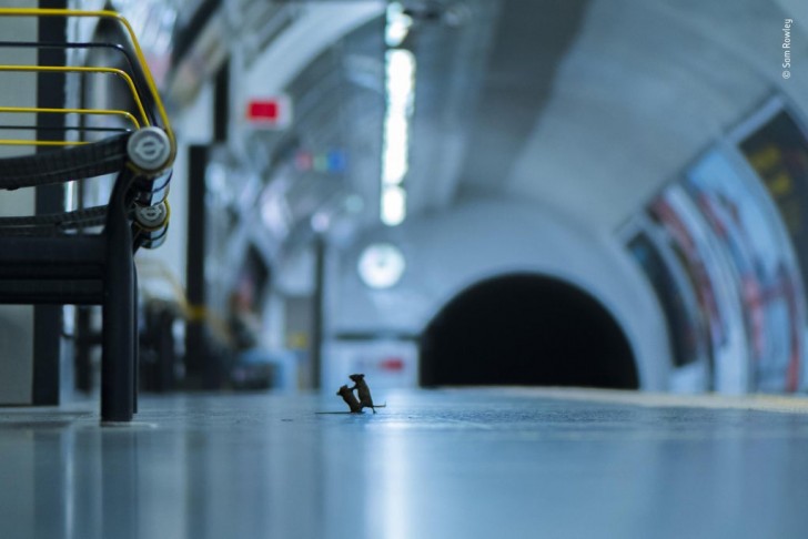 7. Zwei kleine Mäuse kämpfen in der U-Bahn