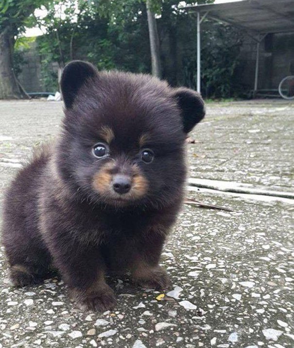 1. Cette boule de poils ressemble à une sorte d'ours en peluche...